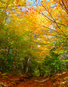 Humber Trail