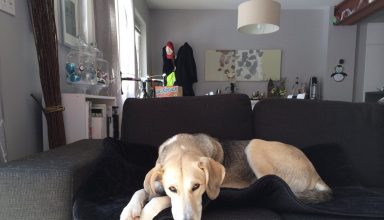 protect your leather furniture from pets