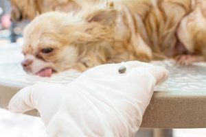 Diseases Caused by Ticks in Dogs