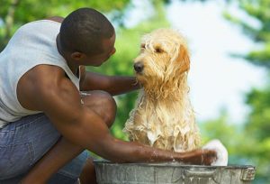 Dog Grooming Hacks