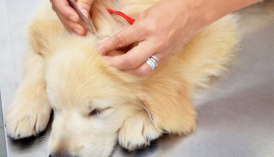 Dogs infection
