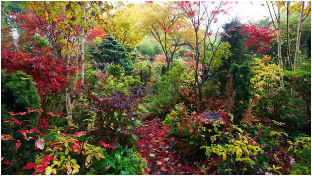 Colorful Foliage