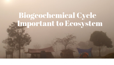 Biogeochemical Cycle