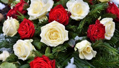 Red and White Roses