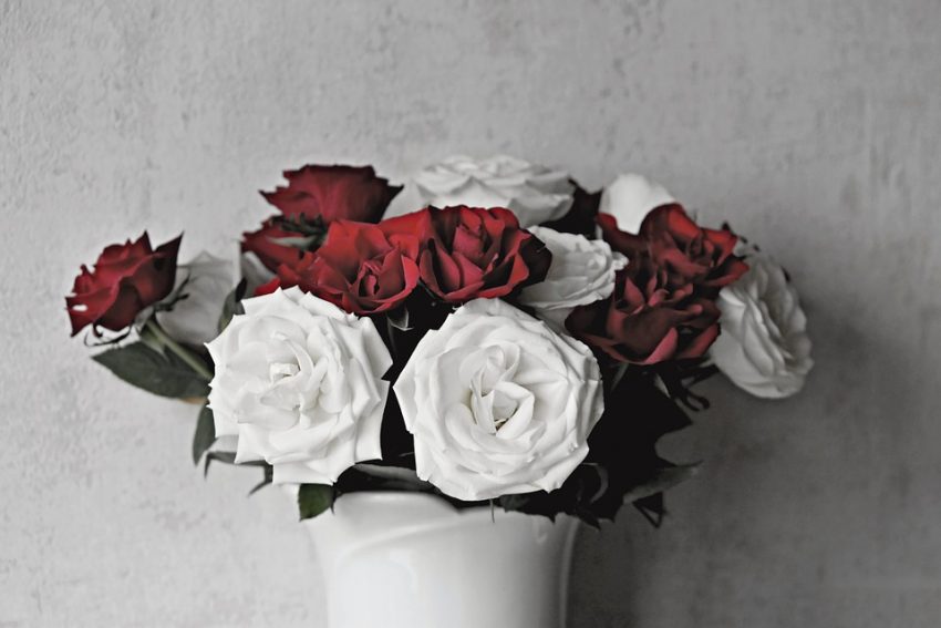 How to Send Red and White Roses- ItsMyOwnWay