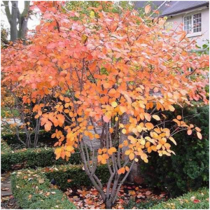 Amelanchier Trees