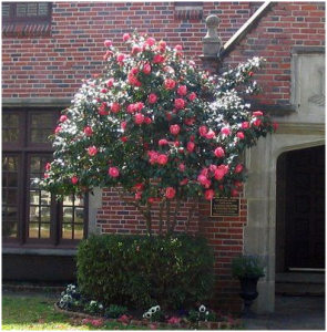 Camellia Japonica