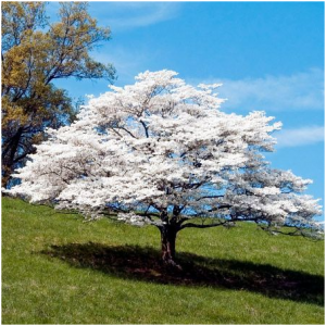 Dogwood Tree