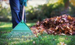 Leaf Removal