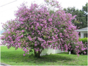 Zuni Crape Myrtle