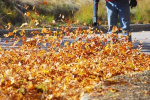 leaf removal service