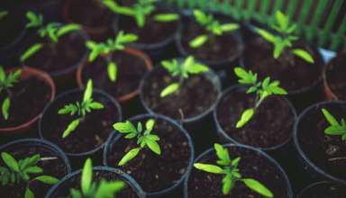 Greenhouse Gas Emissions