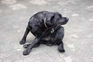 Flea Collar