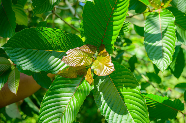 Kratom