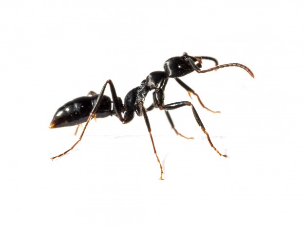 Ants 