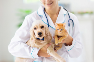 Neutering Your Pet