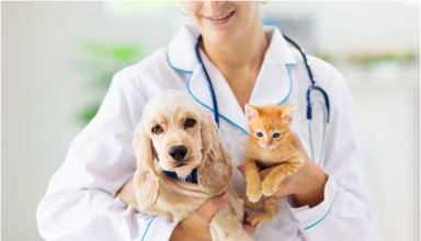 Neutering Your Pet