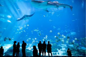 aquariums