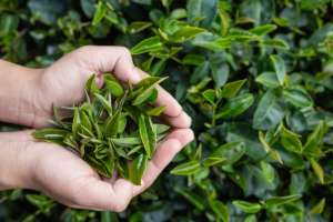 Kratom Tea