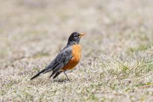 bird control