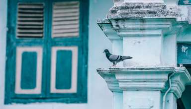 bird