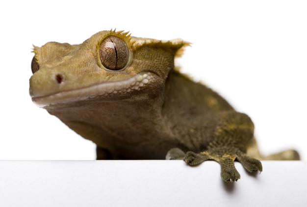 Crested Gecko