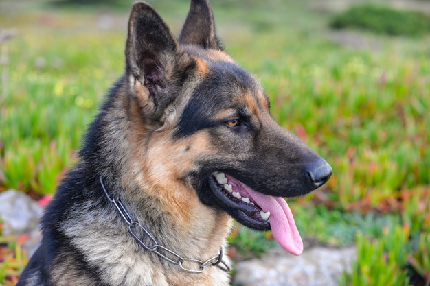 German Shepherd