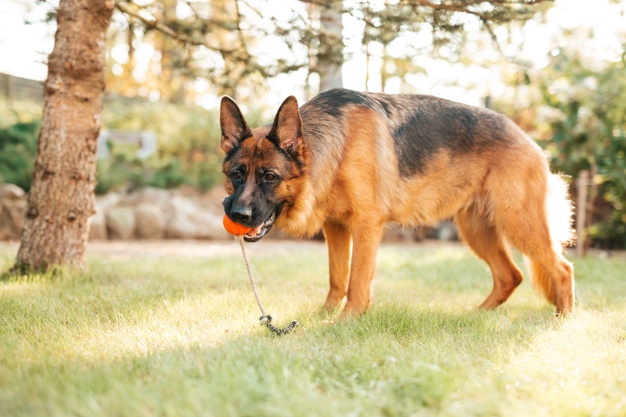 German Shepherd