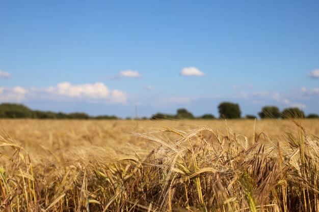 Dry Land Agriculture 