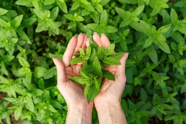 Fresh Herbs 