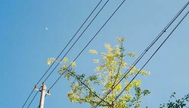 Tree Branches Touching Power Lines
