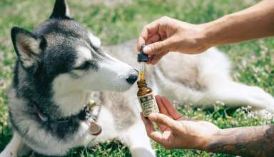 CBD Treats for Dog