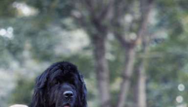 Best Dog Breeds in USA in 2022