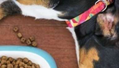 Pet food Market research analysis in USA