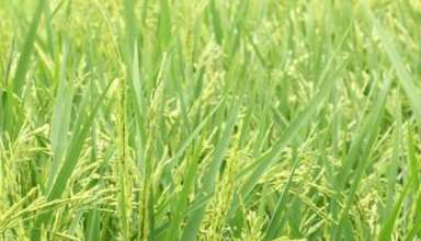 Rice production countries