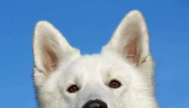 swiss-shepherd-dog-dog-pet-portrait-46505