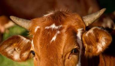 cow-calf-cattle-stock-51311