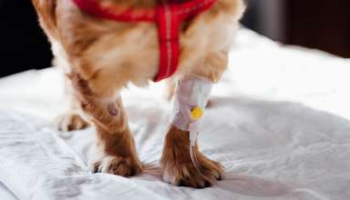 Animal Health Products