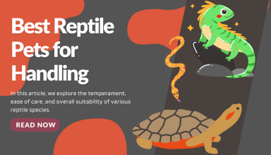 Best Reptile Pets for Handling