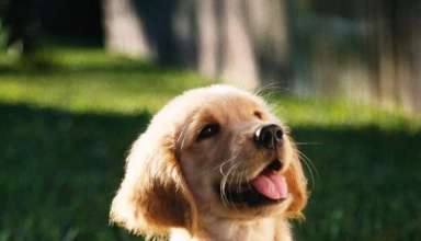 cropped-20230807112123_fpdl.in_shallow-focus-vertical-shot-cute-golden-retriever-puppy-sitting-grass-ground_181624-27259_normal.jpg