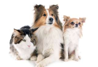 Pets