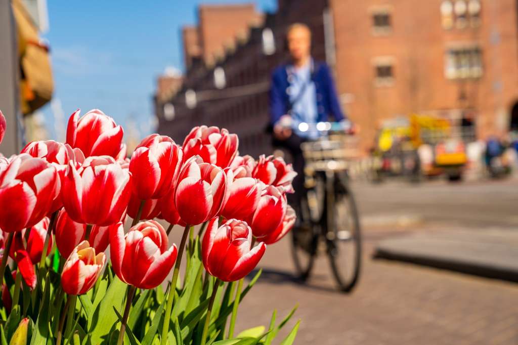 Amsterdam Flower Market